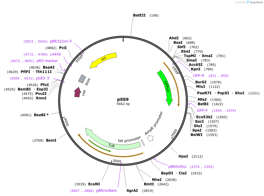 71655-plasmid-map-sequence-id-257561