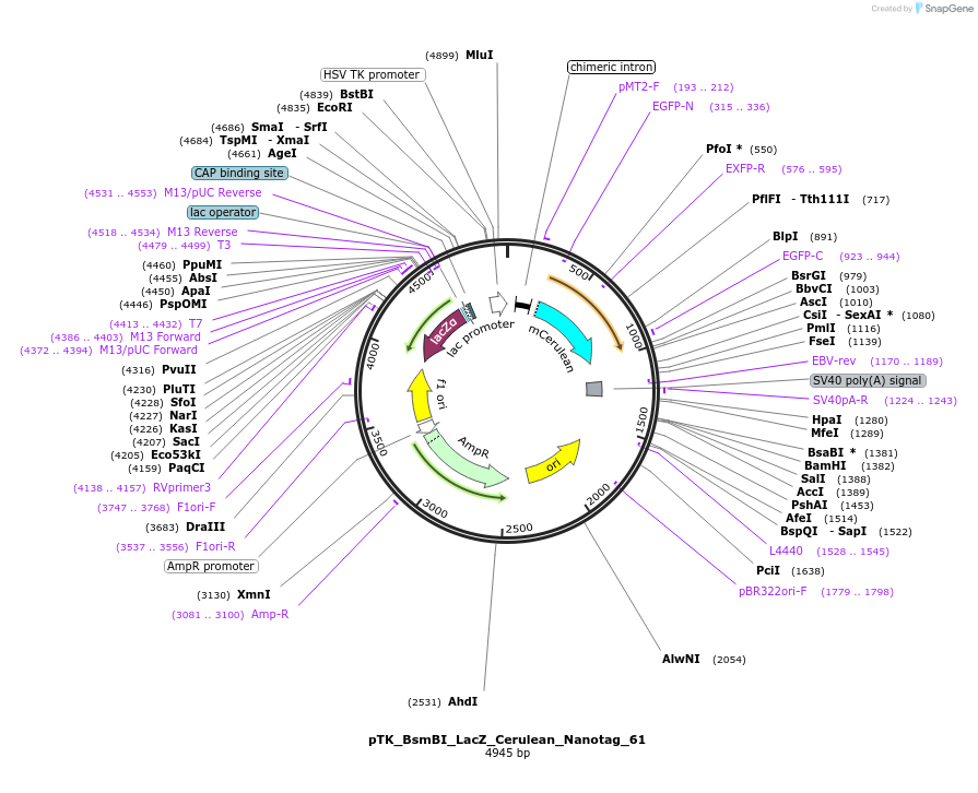 130529-plasmid-map-sequence-id-257576