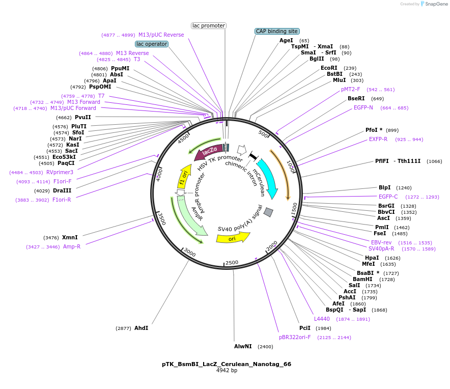 130531-plasmid-map-sequence-id-257578