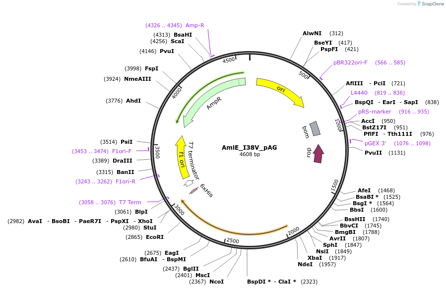 129791-plasmid-map-sequence-id-257584