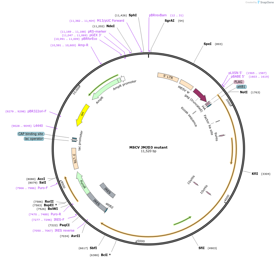 21214-plasmid-map-sequence-id-257587