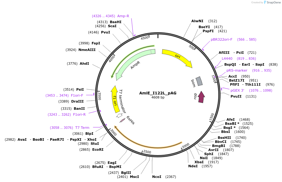 129792-plasmid-map-sequence-id-257588