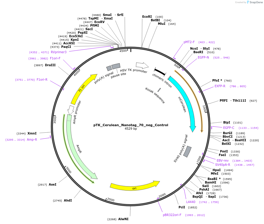 130568-plasmid-map-sequence-id-257590