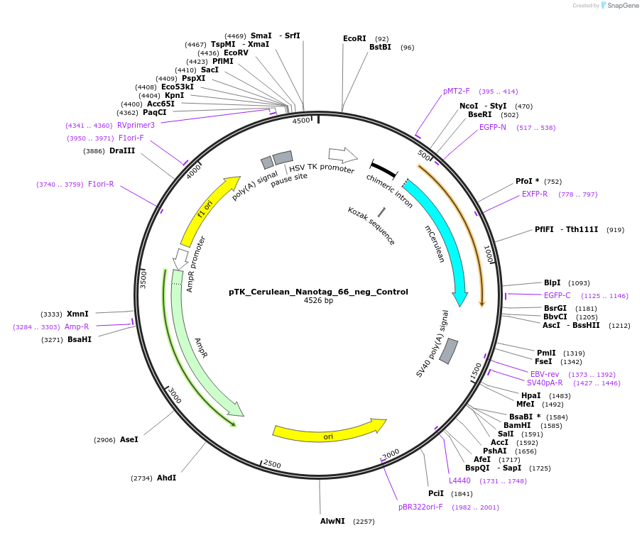 130567-plasmid-map-sequence-id-257592