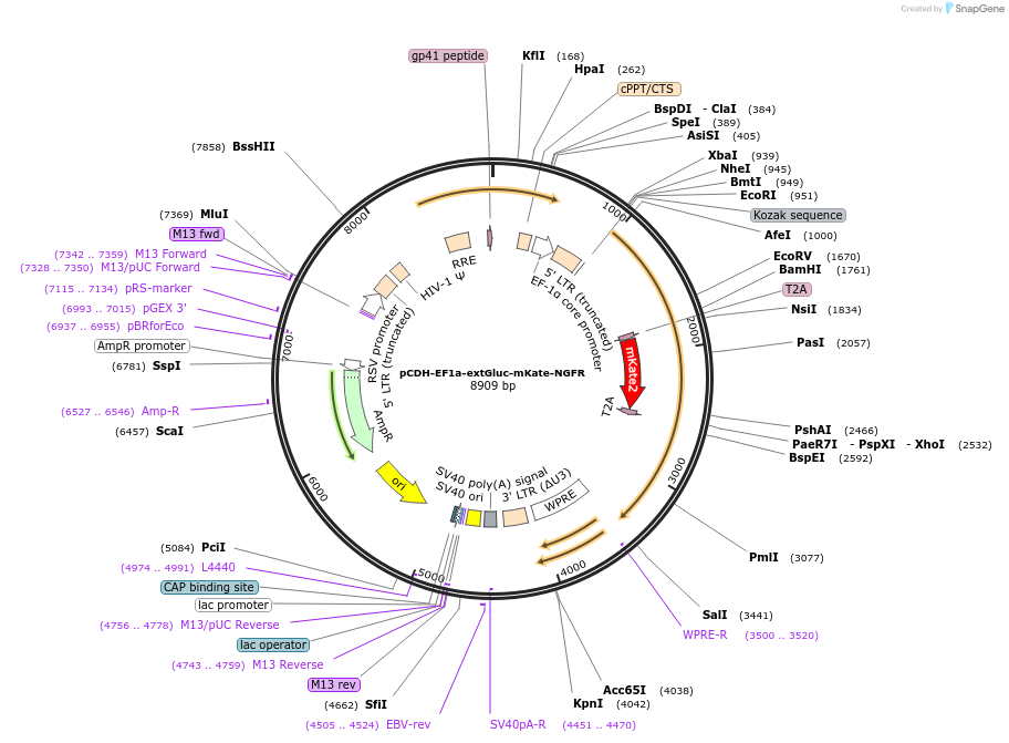 104831-plasmid-map-sequence-id-257596