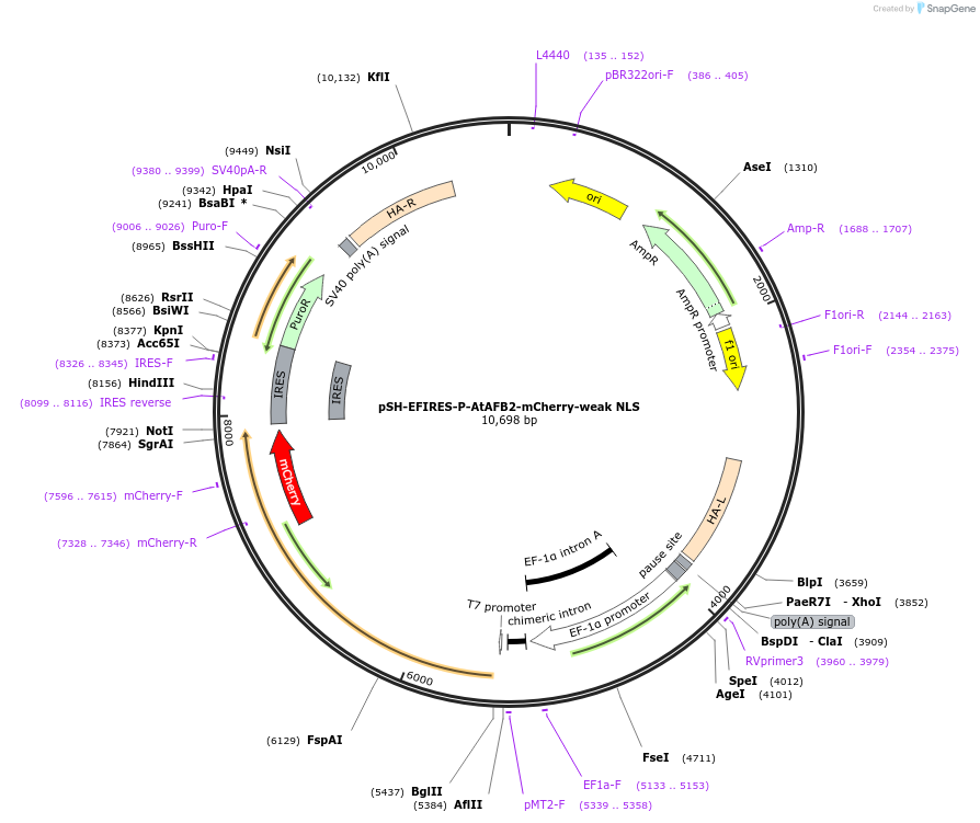 129717-plasmid-map-sequence-id-257597