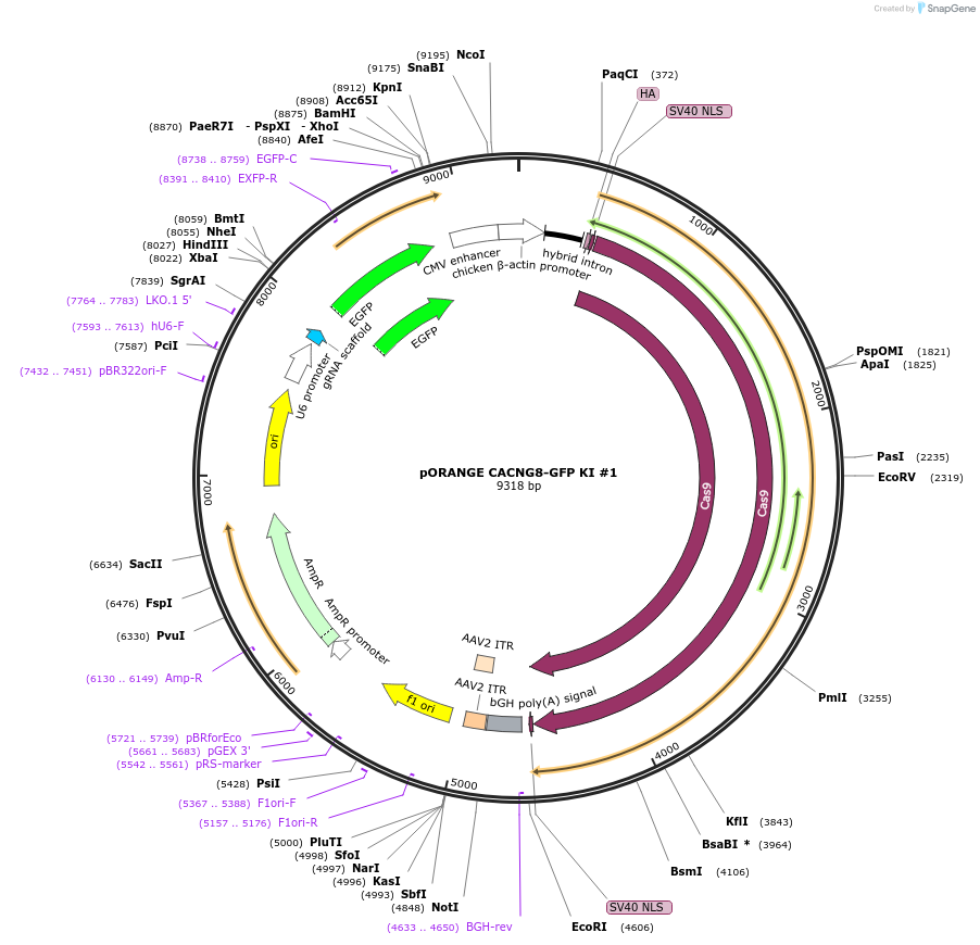 131473-plasmid-map-sequence-id-257599