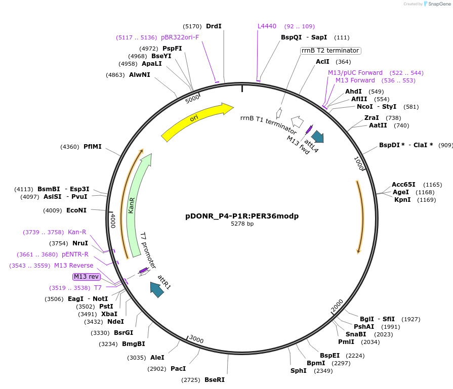 128431-plasmid-map-sequence-id-257603