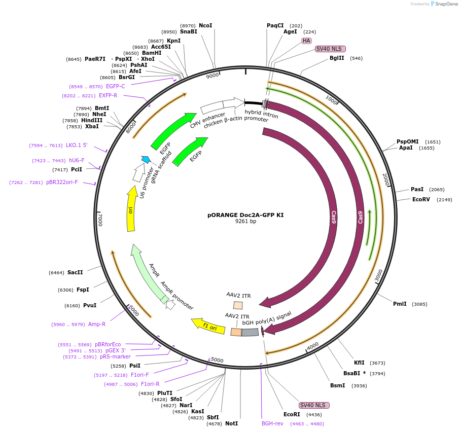 131478-plasmid-map-sequence-id-257604
