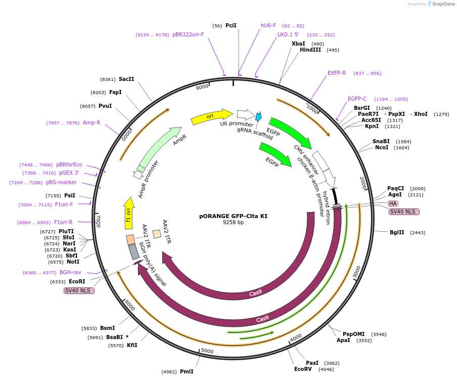 131483-plasmid-map-sequence-id-257607