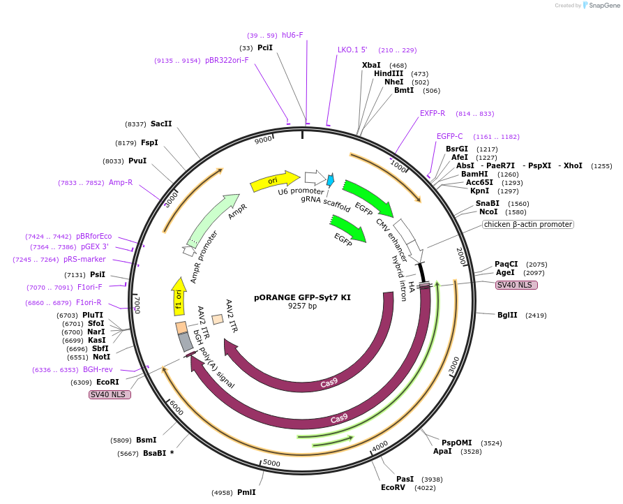 131488-plasmid-map-sequence-id-257610