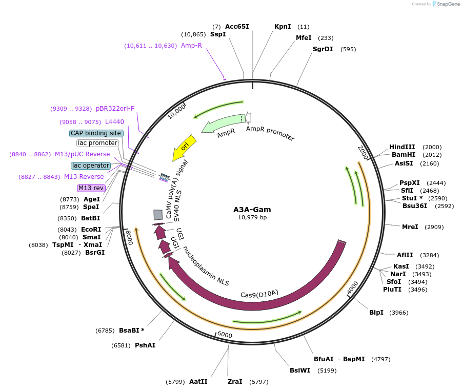 119769-plasmid-map-sequence-id-257611