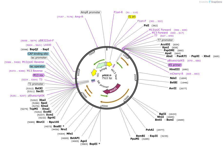 128359-plasmid-map-sequence-id-257614