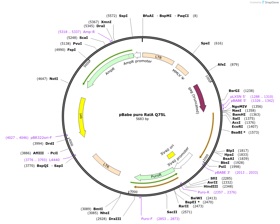 19719-plasmid-map-sequence-id-257616