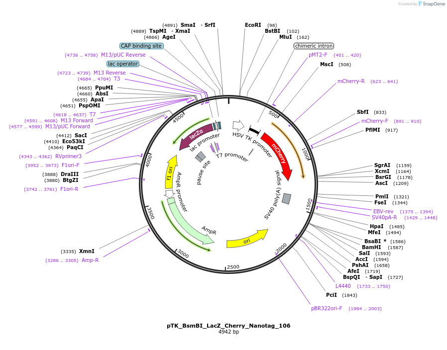 130547-plasmid-map-sequence-id-257643