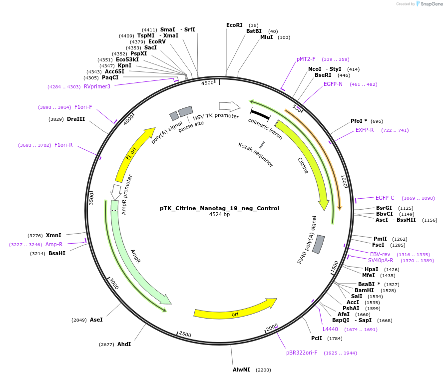 130561-plasmid-map-sequence-id-257645