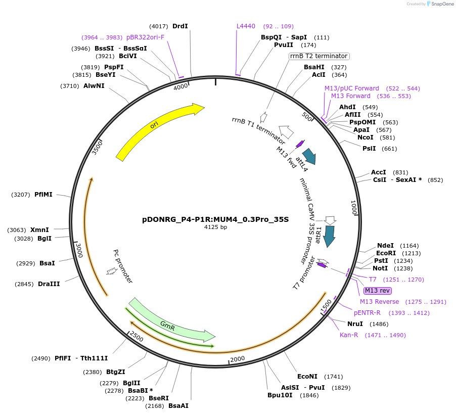 128558-plasmid-map-sequence-id-257647