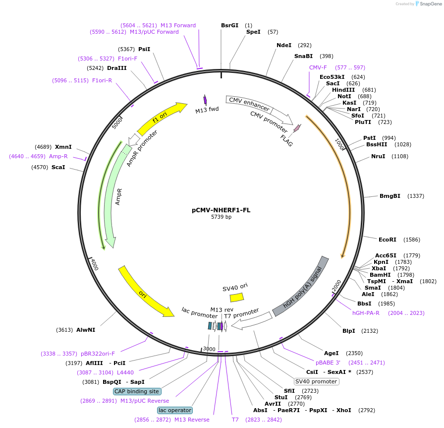 28291-plasmid-map-sequence-id-257657
