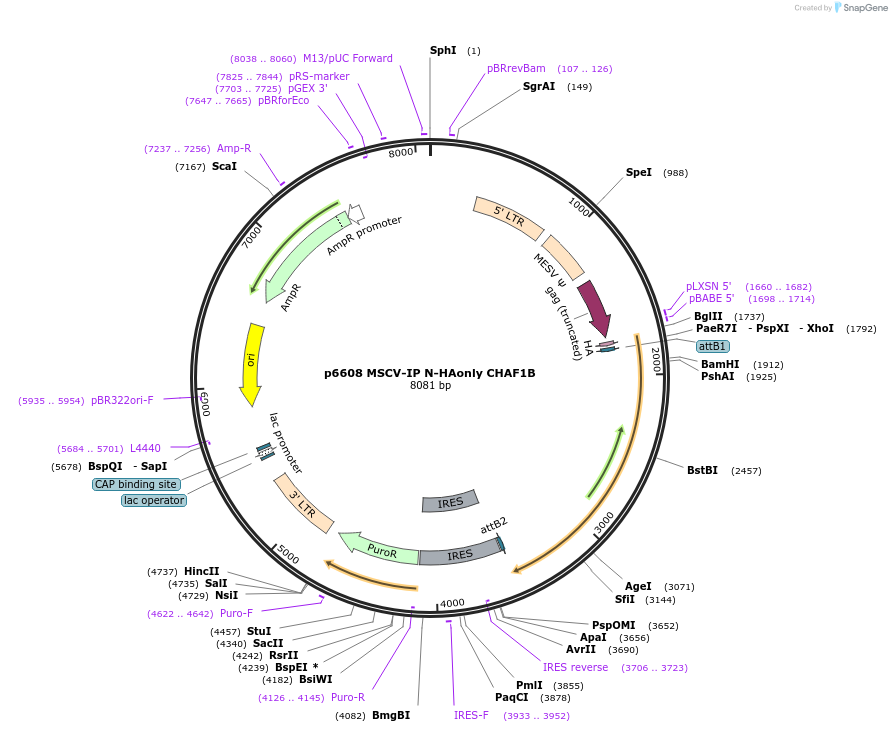 34901-plasmid-map-sequence-id-257658