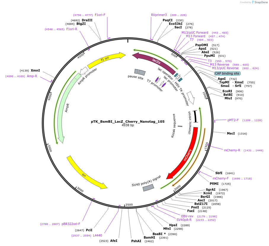 130546-plasmid-map-sequence-id-257659