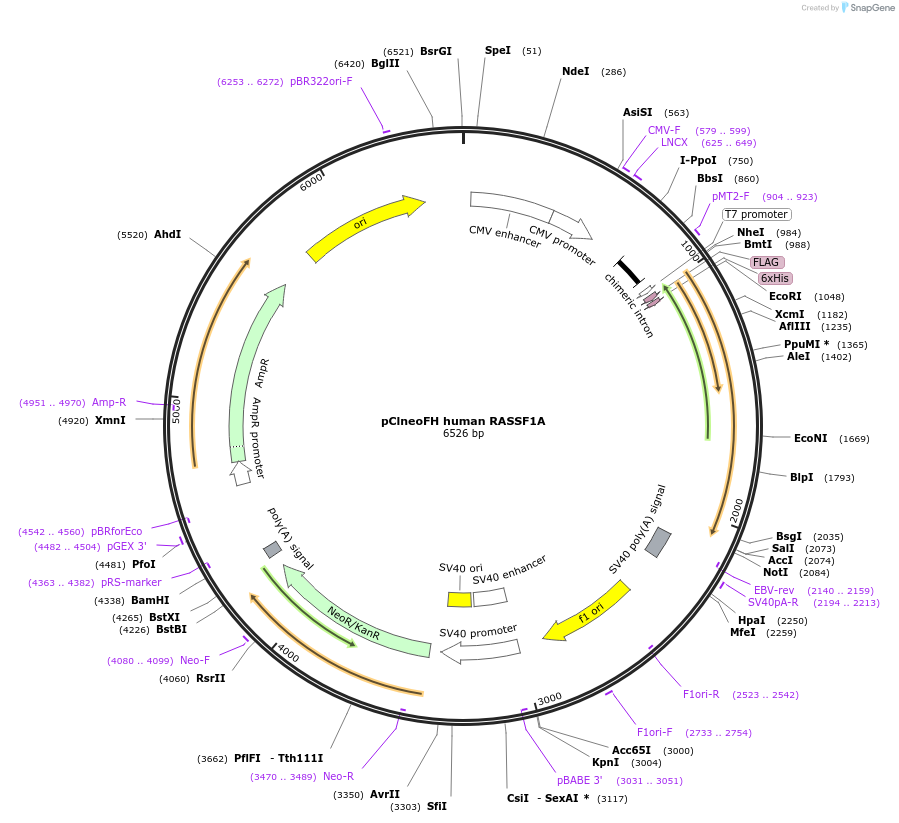 37016-plasmid-map-sequence-id-257660