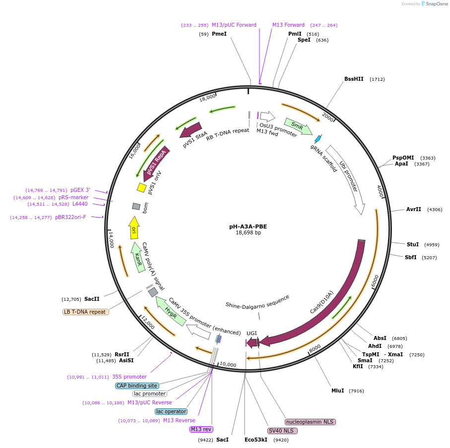 119774-plasmid-map-sequence-id-257661