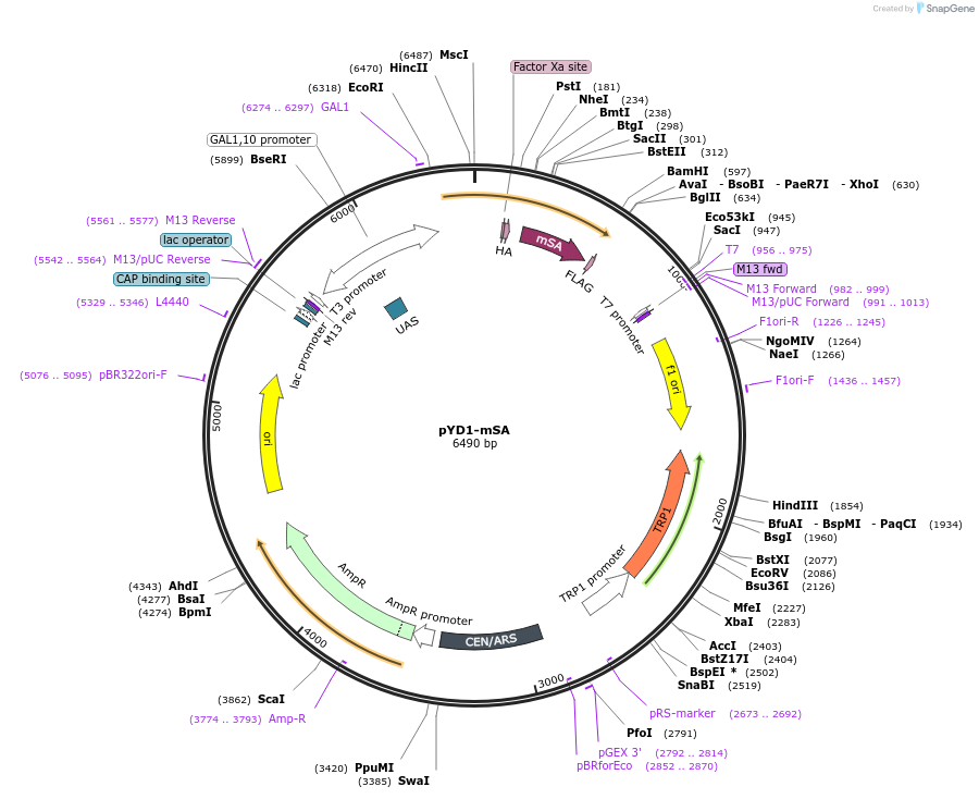 39865-plasmid-map-sequence-id-257663