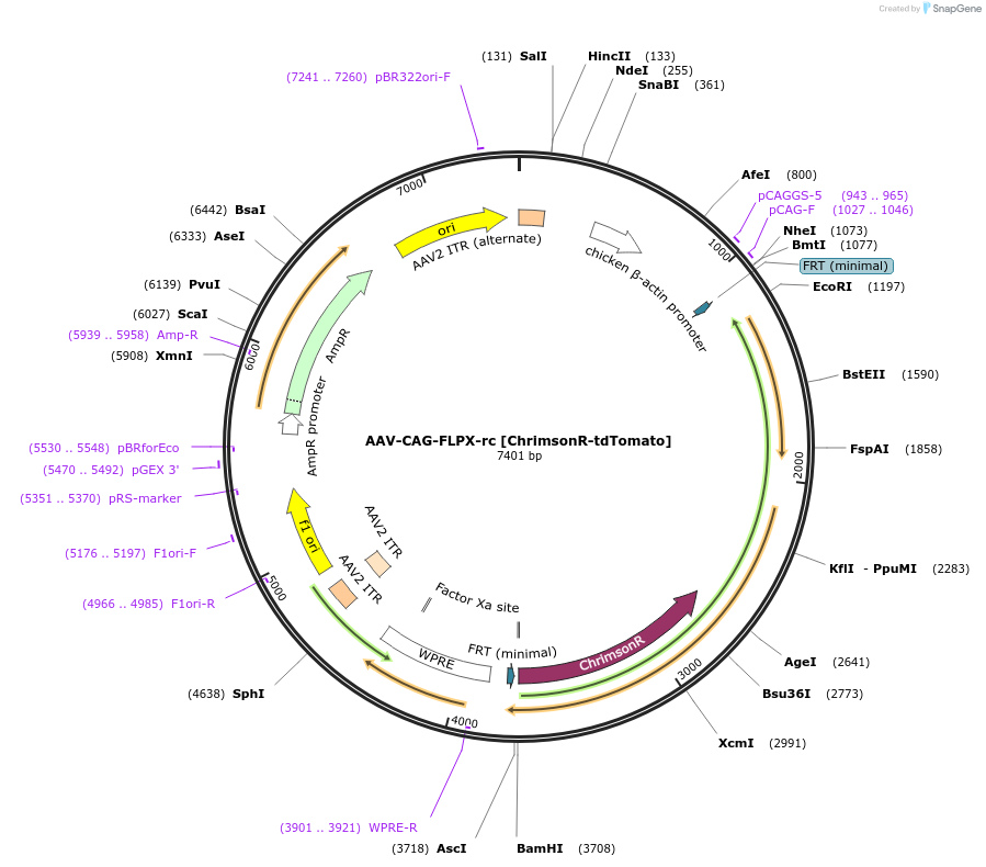 130909-plasmid-map-sequence-id-257665