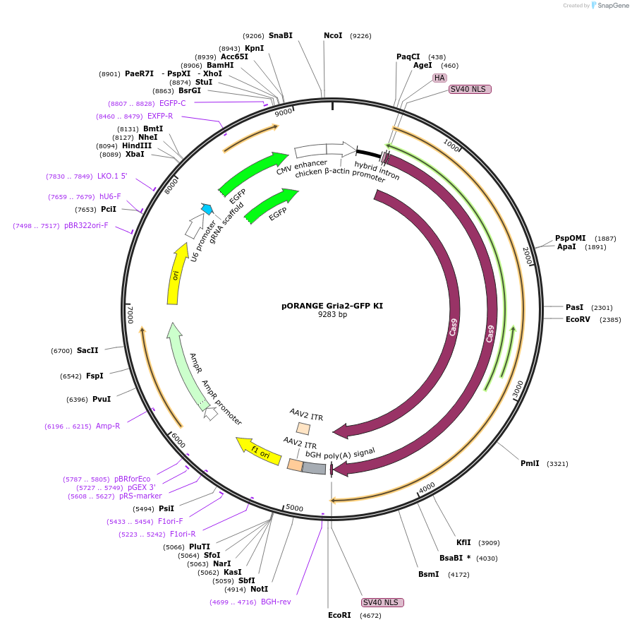 131490-plasmid-map-sequence-id-257666