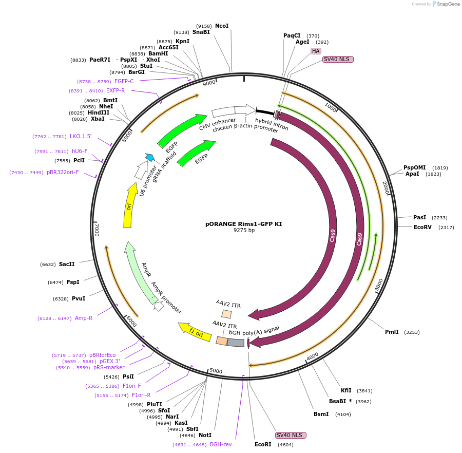 131494-plasmid-map-sequence-id-257669
