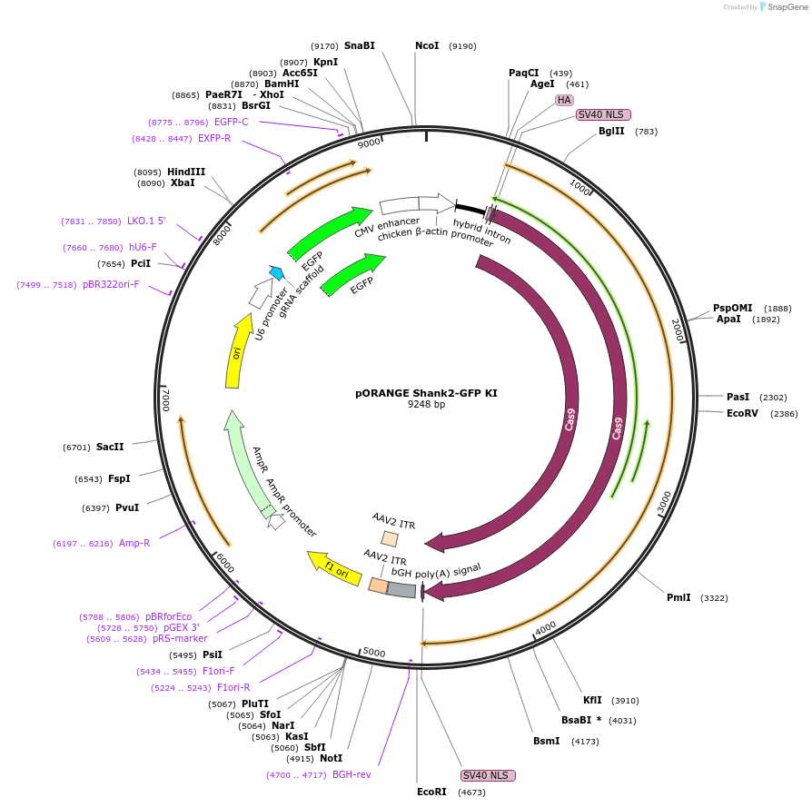 131496-plasmid-map-sequence-id-257671