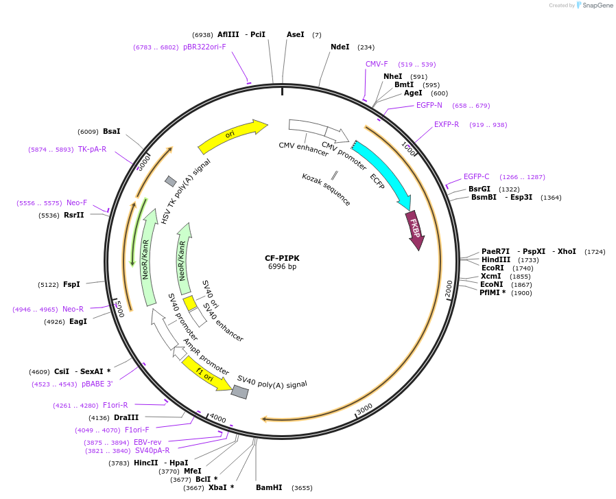 20157-plasmid-map-sequence-id-257675