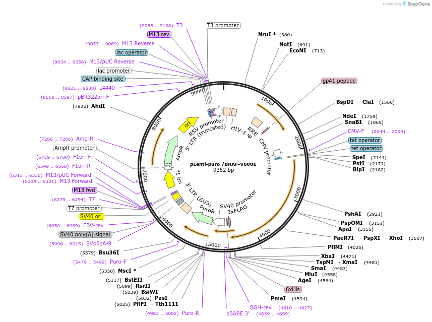 131724-plasmid-map-sequence-id-257677