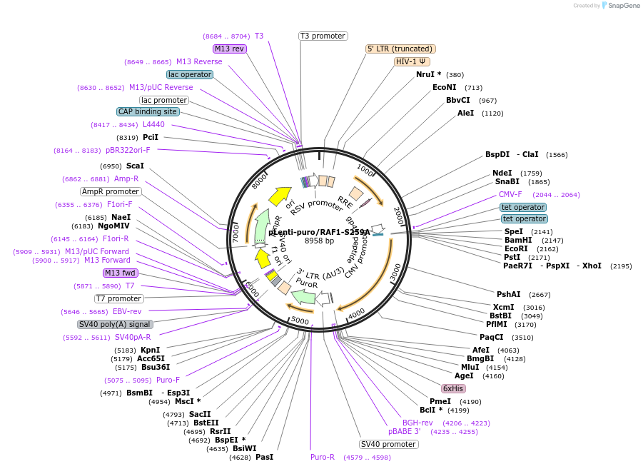 131727-plasmid-map-sequence-id-257679