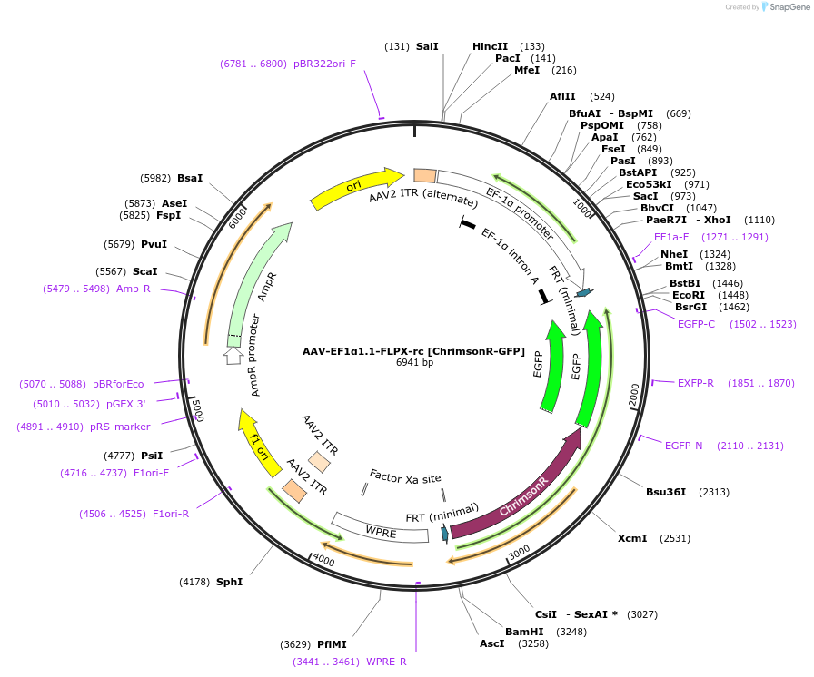 128588-plasmid-map-sequence-id-257680