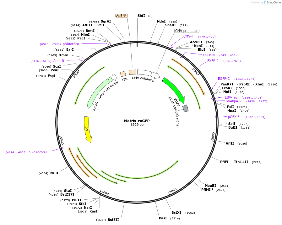 49437-plasmid-map-sequence-id-257693