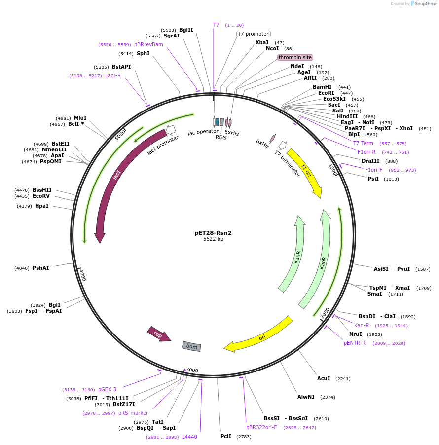 61686-plasmid-map-sequence-id-257694