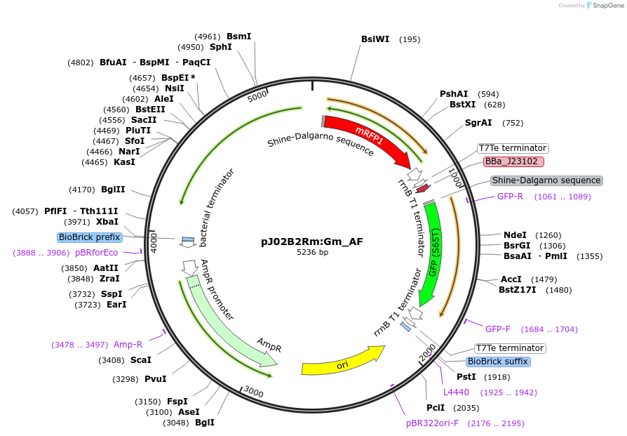 66062-plasmid-map-sequence-id-257698