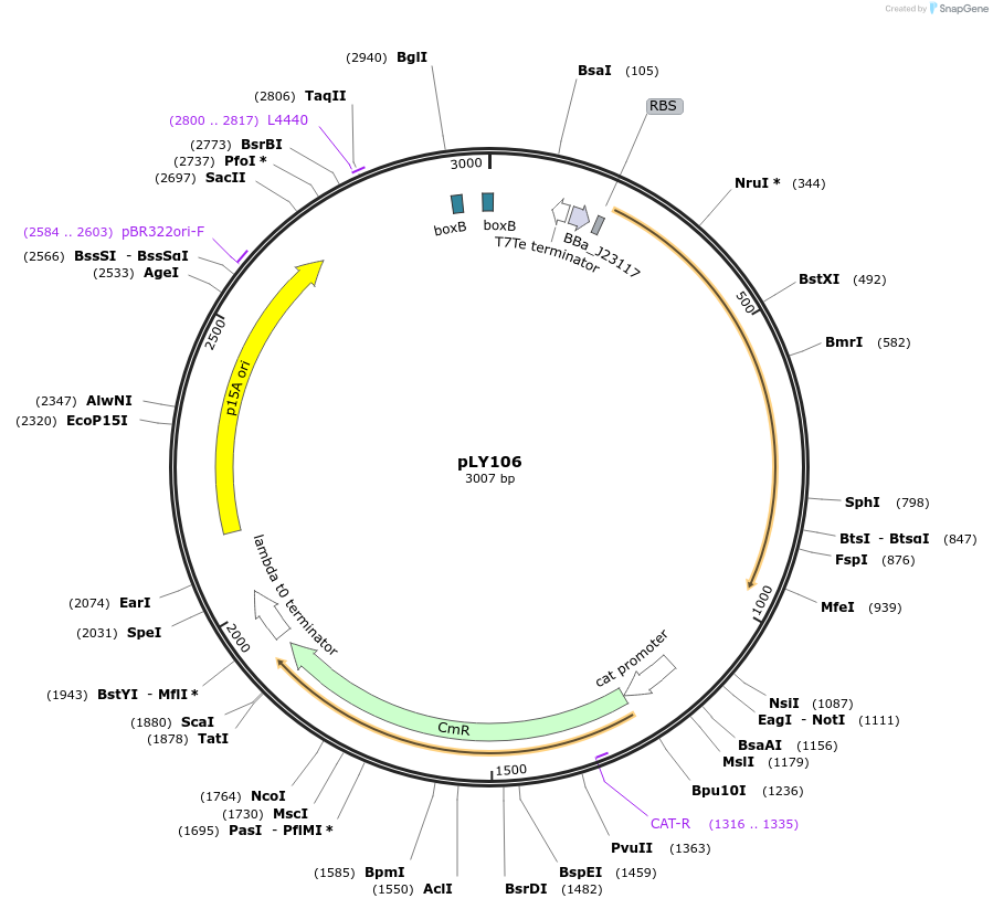 130941-plasmid-map-sequence-id-257709