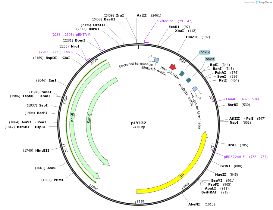 130960-plasmid-map-sequence-id-257712