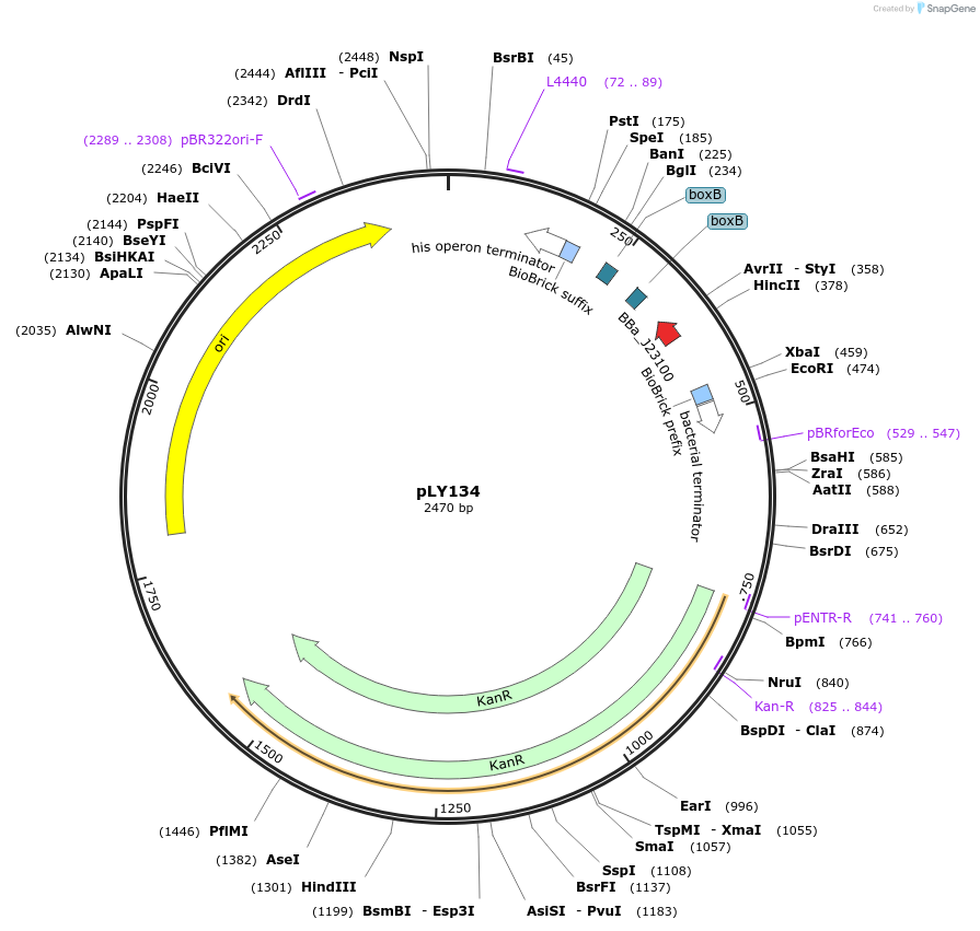 130962-plasmid-map-sequence-id-257714