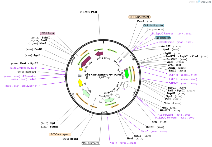 130674-plasmid-map-sequence-id-257758