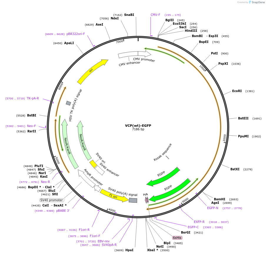 23971-plasmid-map-sequence-id-257759