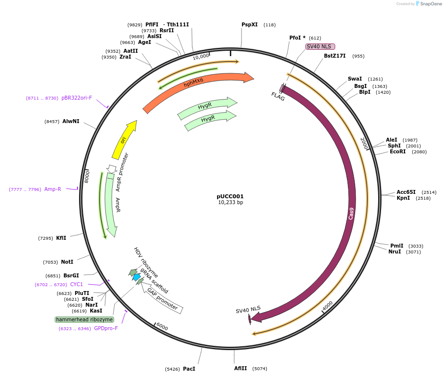 124451-plasmid-map-sequence-id-257763