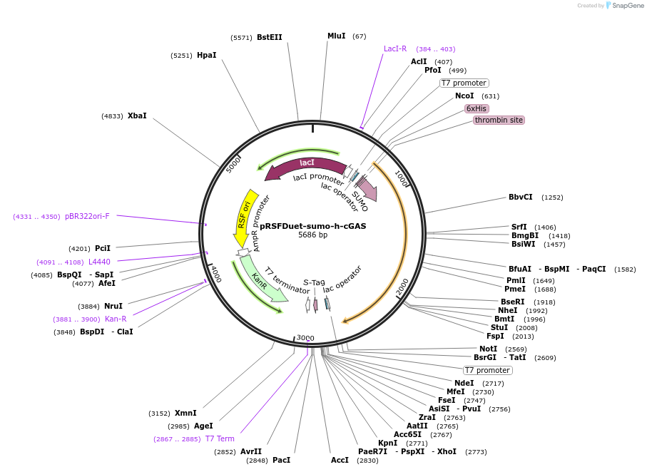 127161-plasmid-map-sequence-id-257764