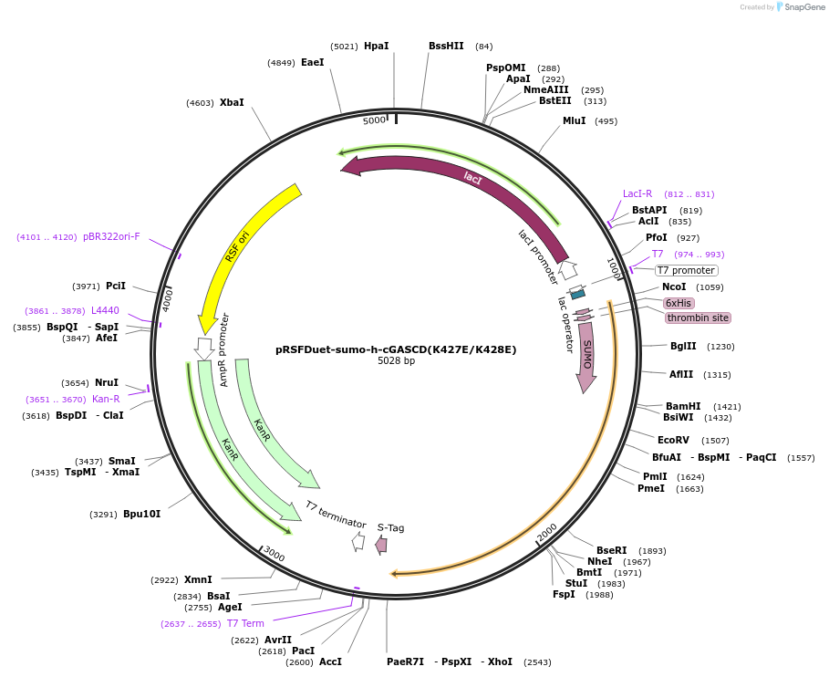 127162-plasmid-map-sequence-id-257766