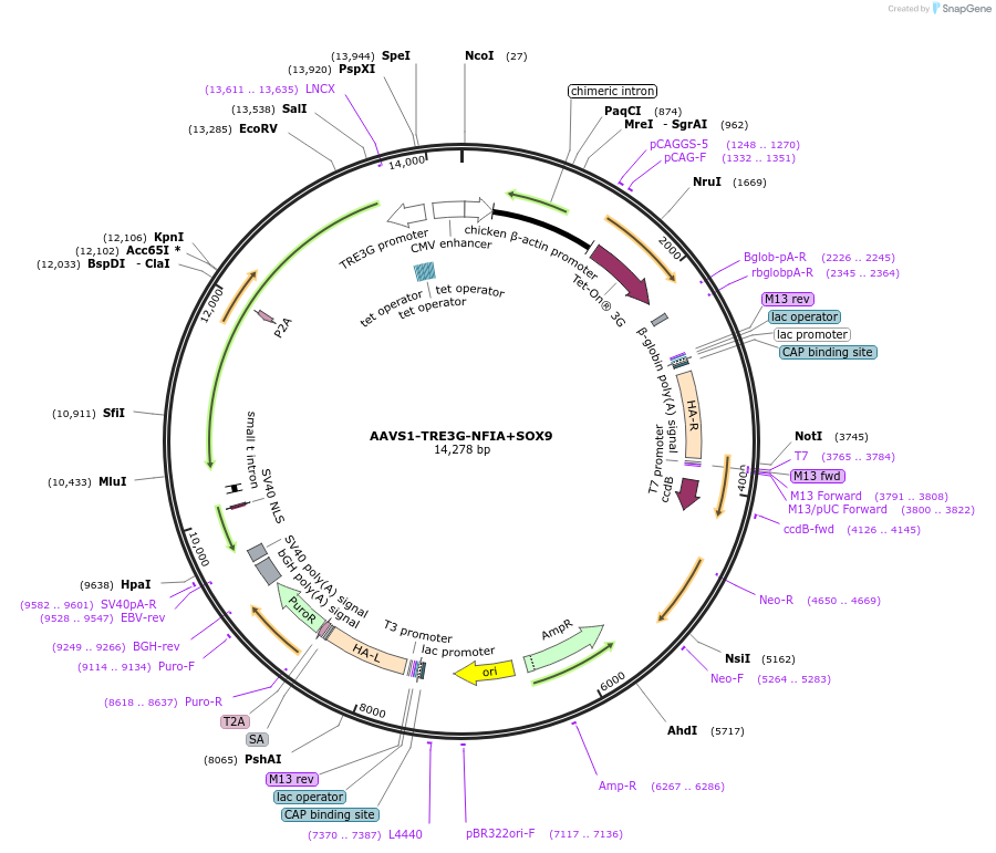 129455-plasmid-map-sequence-id-257777