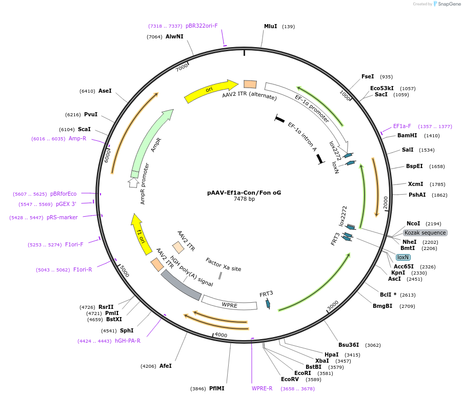 131778-plasmid-map-sequence-id-257783