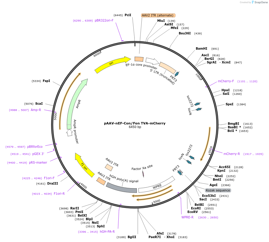 131779-plasmid-map-sequence-id-257785