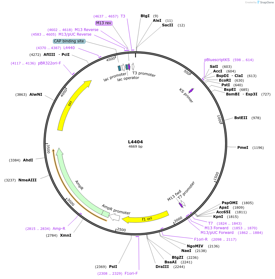1648-plasmid-map-sequence-id-258